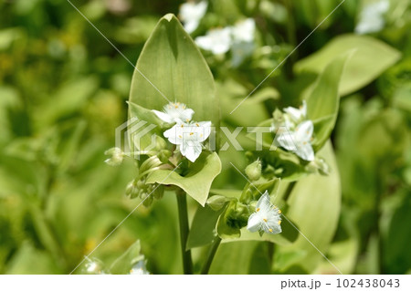 トキワツユクサの花トキワツユクサの花 トキワツユクサの花トキワツユクサの花 102438043