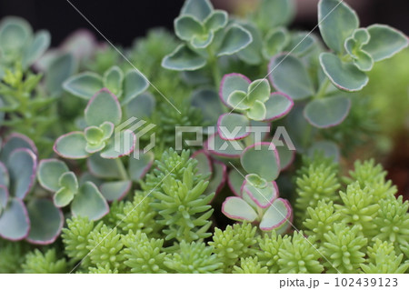 多肉植物 ミセバヤ 5月頃の新しい芽が育っている様子 綺麗な葉 多肉植物 ミセバヤ 5月頃の新しい芽が育っている様子 綺麗な葉 102439123