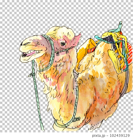 sitting camel sitting camel 102439129