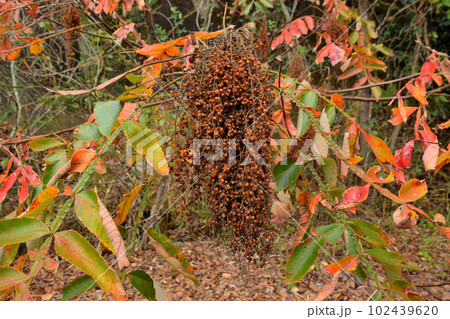 ヤマウルシ 102439620