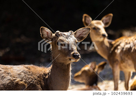 EOSR6.広島宮島、さっぱりした雄鹿。 102439693