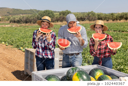 Farmers enjoy tasting watermelon after harvest in farmer field 102440367