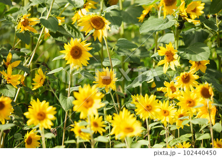 北海道 パレットの丘のヒマワリ 北海道 パレットの丘のヒマワリ 102440450