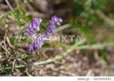 ナヨクサフジ 102440485