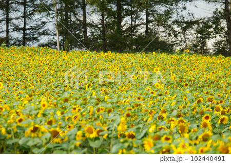 北海道　パレットの丘のヒマワリ 102440491