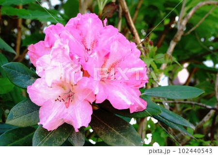 鮮やかな濃いピンク色のニホンシャクナゲ（日本石楠花） 102440543