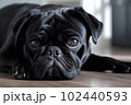 Cute sad lonely black pug lieing on house floor waiting for owner. Miss you concept 102440593