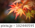 Orange red autumn Japanese Maple tree laves on dark blurred background 102440595