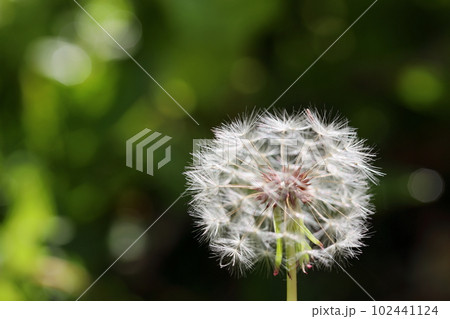 タンポポの綿毛のクローズアップ 102441124