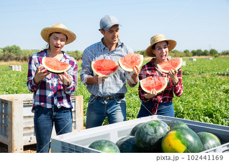 Farmers enjoy tasting watermelon after harvest in farmer field Farmers enjoy tasting watermelon after harvest in farmer field 102441169