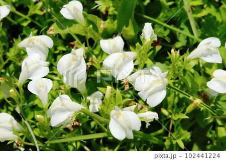 年々花数が減ってきたシロバナサギゴケ(白花鷺苔) 年々花数が減ってきたシロバナサギゴケ(白花鷺苔) 102441224