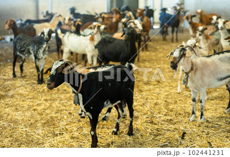 Taking care of ear tagged goats in livestock farmhouse. Concept of farming and animal husbandry Taking care of ear tagged goats in livestock farmhouse. Concept of farming and animal husbandry 102441231