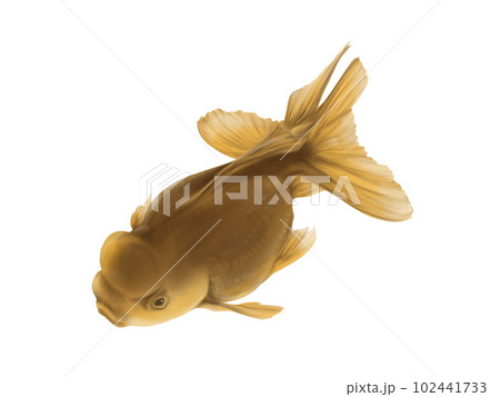 斜め上から見たリアルな金魚（高頭青文魚）の水彩イラストのイラスト