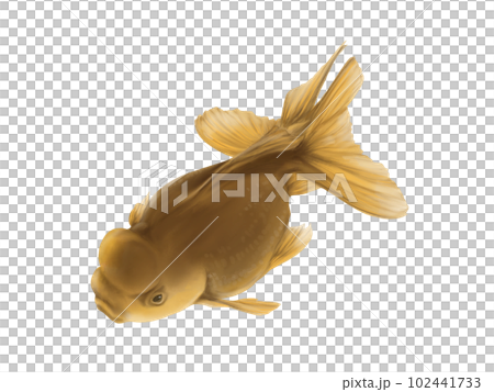 斜め上から見たリアルな金魚（高頭青文魚）の水彩イラストのイラスト