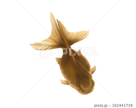 斜め上から見たリアルな金魚(高頭青文魚)の水彩イラスト 斜め上から見たリアルな金魚(高頭青文魚)の水彩イラスト 102441739