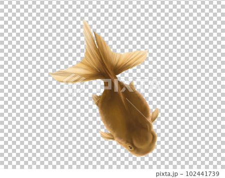 斜め上から見たリアルな金魚(高頭青文魚)の水彩イラスト 斜め上から見たリアルな金魚(高頭青文魚)の水彩イラスト 102441739