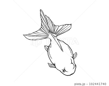 斜め上から見たリアルな金魚(高頭青文魚)の線画イラスト 斜め上から見たリアルな金魚(高頭青文魚)の線画イラスト 102441740