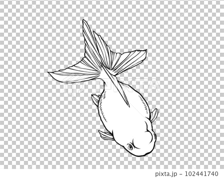 斜め上から見たリアルな金魚(高頭青文魚)の線画イラスト 斜め上から見たリアルな金魚(高頭青文魚)の線画イラスト 102441740
