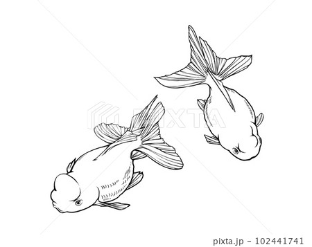 斜め上から見た2匹のリアルな金魚(高頭青文魚)の線画イラスト 斜め上から見た2匹のリアルな金魚(高頭青文魚)の線画イラスト 102441741