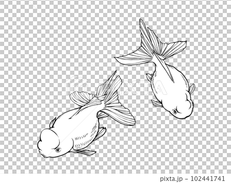 斜め上から見た2匹のリアルな金魚(高頭青文魚)の線画イラスト 斜め上から見た2匹のリアルな金魚(高頭青文魚)の線画イラスト 102441741
