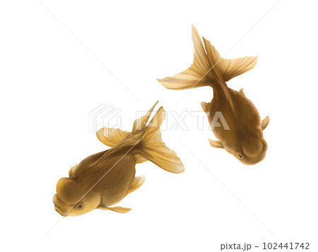 斜め上から見た2匹のリアルな金魚(高頭青文魚)の水彩イラスト 斜め上から見た2匹のリアルな金魚(高頭青文魚)の水彩イラスト 102441742