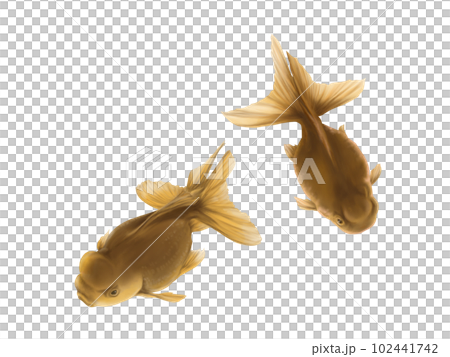 斜め上から見た2匹のリアルな金魚(高頭青文魚)の水彩イラスト 斜め上から見た2匹のリアルな金魚(高頭青文魚)の水彩イラスト 102441742