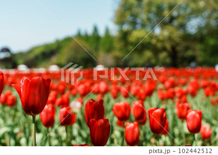 チューリップの花園 102442512