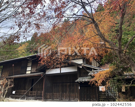 秩父の栃本関跡の紅葉 102442556