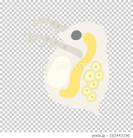 Yurukawa Daphnia 102443190