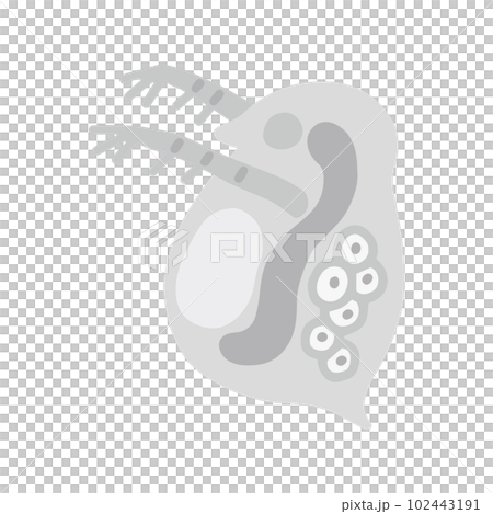 Daphnia monochrome 102443191