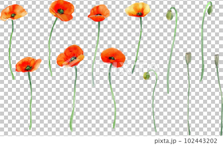 Nagami poppy vector illustration set 102443202