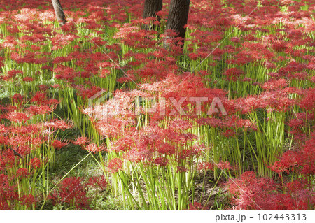 曼珠沙華/彼岸花 曼珠沙華/彼岸花 102443313