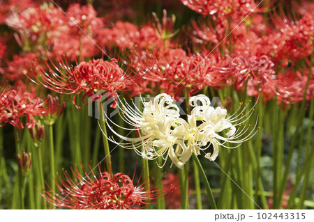 赤に囲まれた白い曼珠沙華/彼岸花 赤に囲まれた白い曼珠沙華/彼岸花 102443315