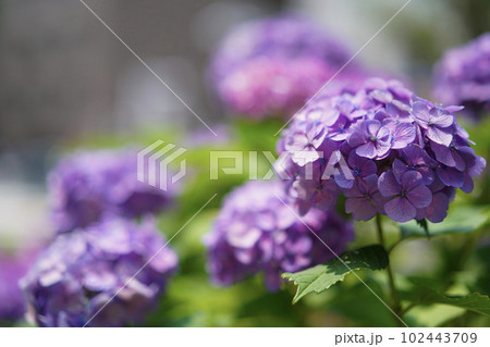 梅雨に咲く薄紫の紫陽花 102443709