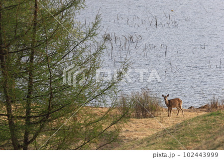 春　湖畔のエゾシカ 102443999