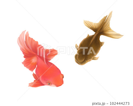 2匹のリアルな金魚(高頭青文魚と素赤)の水彩イラスト 2匹のリアルな金魚(高頭青文魚と素赤)の水彩イラスト 102444273