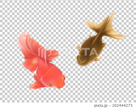 2匹のリアルな金魚(高頭青文魚と素赤)の水彩イラスト 2匹のリアルな金魚(高頭青文魚と素赤)の水彩イラスト 102444273