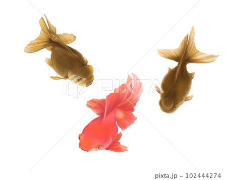 3匹のリアルな金魚(高頭青文魚と素赤)の水彩イラスト 3匹のリアルな金魚(高頭青文魚と素赤)の水彩イラスト 102444274
