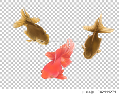 3匹のリアルな金魚(高頭青文魚と素赤)の水彩イラスト 3匹のリアルな金魚(高頭青文魚と素赤)の水彩イラスト 102444274