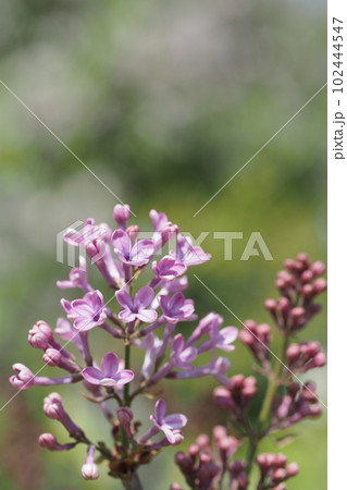 ピンクの花咲く低木 ピンクの花咲く低木 102444547