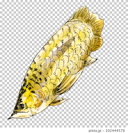 Arowana transparent swimming Arowana transparent swimming 102444578