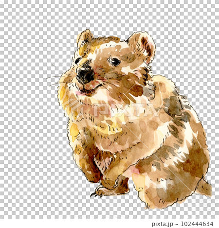 Quakka wallaby, the happiest animal in the world 102444634