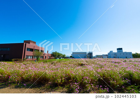 満開のコスモスが咲くコスモス畑と岡東浄化センタ－4　岡山県岡山市東区 102445103