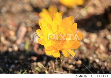 福寿草の花　満開 102445151