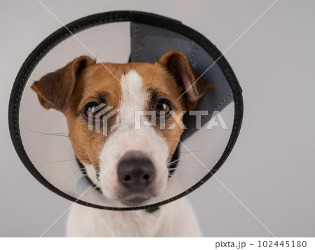 Jack Russell Terrier dog in plastic cone after surgery. Jack Russell Terrier dog in plastic cone after surgery. 102445180
