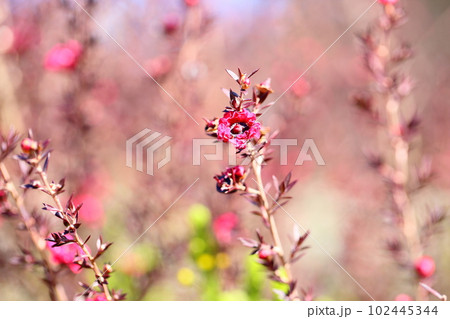 ギョリュウバイの花 102445344
