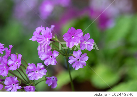 ニホンサクラソウ（榛名）_0852 102445840