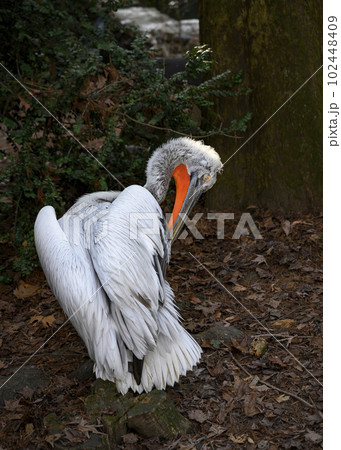 A white pelican cleans its wings in the shade of trees among dry foliage A white pelican cleans its wings in the shade of trees among dry foliage 102448409