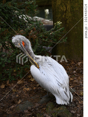 A white pelican cleans its wings in the shade of trees among dry foliage 102448414