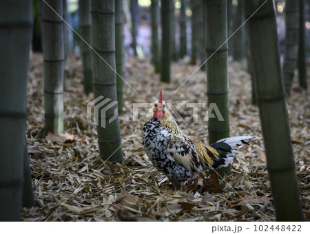 A rooster in a bamboo forest 102448422
